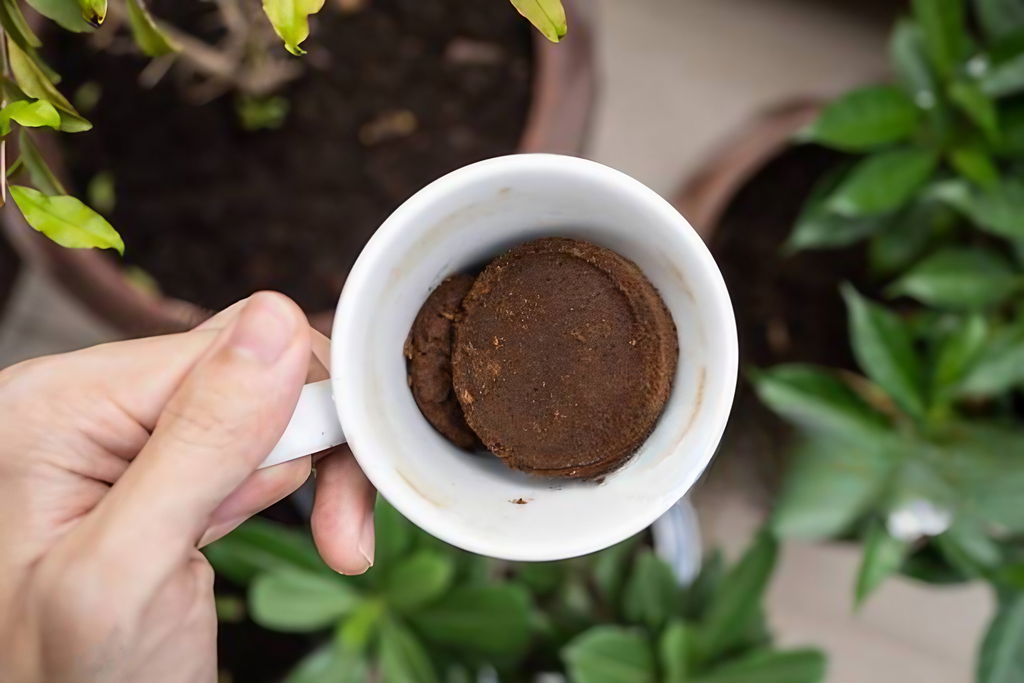 Sustainability of Coffee Grounds: Turning Waste into Resources