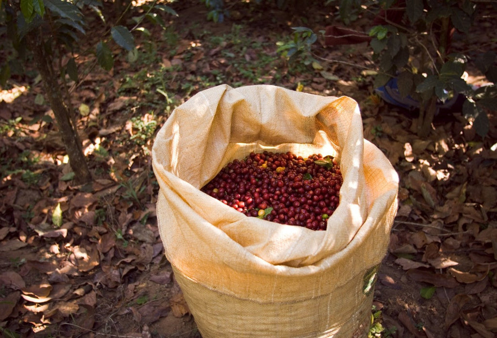 The Wonders of Kopi Luwak: Unveiling the Origins and Flavors of This Exquisite Bean