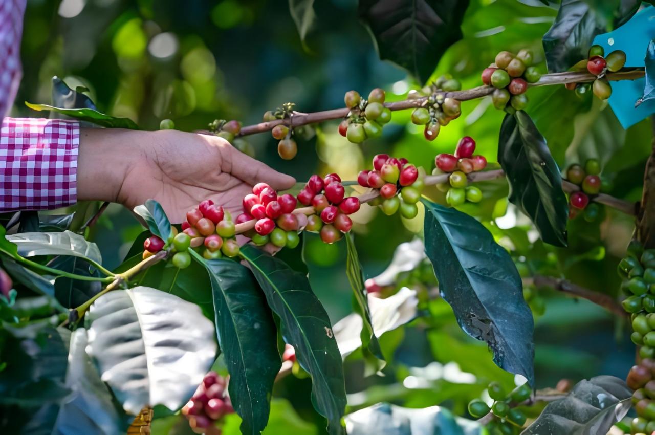 Understanding Your Cup of Coffee: From Variety to Naming